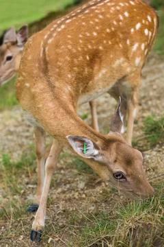 Marked deer hind Stock Photos