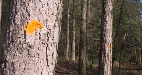 Marked fir trees - close up Stock Footage 86460979