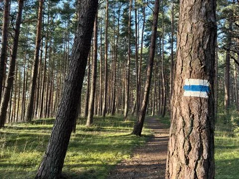Marked Hiking Path through Pine Woods at Sunset Stock Photos