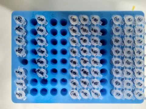 Marked lab tubes of biological samples placed in a holder on a table in labor 스톡 사진