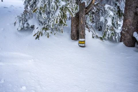 Marked path on tree stem in the winter mountains. Yellow touristic mark on slim Stock Photos