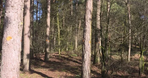 Marked pine trees in mixed forest. Video stock 86460932