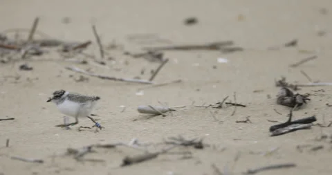 Marked ringed plover chick, run, 4K slomo Stock Footage 258156124