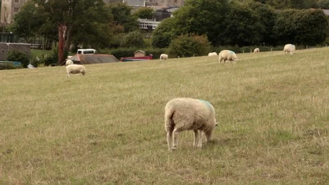 Marked Sheep Graze in a Field Stock-Footage 93701894