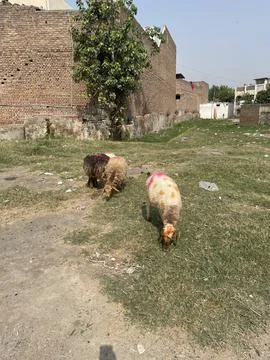 Marked Sheep Grazing at an Eid al-Adha Market Location Stock Photos