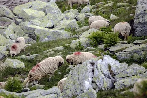 Marked sheep navigating through moss-covered boulder field Stock Photos