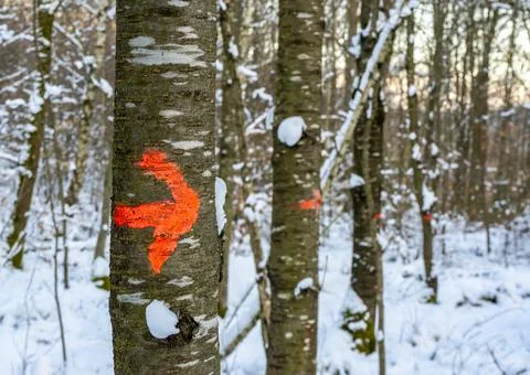 Marked stems in a winter forest Stock Photos