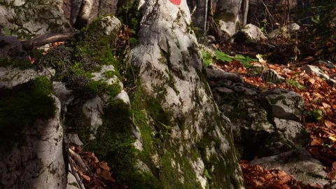 Marked Trail Stone in Autumn Forest. Stock Footage 255249022