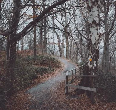 Marked Trail Through a Bare Winter Forest with Birch Stock Photos