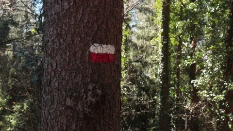 Marked tree in a forest Stock Footage 101694619
