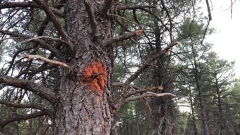 Marked Tree in Forest with Freshly Cut Branches Stock Footage 294727937