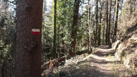 Marked tree on a mountain path 库存影片 101162974