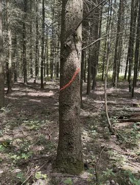 Marked Tree Trunk in Dense Forest. Close-up of a tree trunk with a red paint  Foto stock