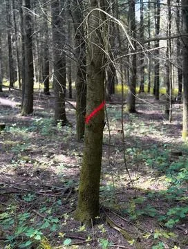Marked Tree Trunk in Dense Forest. Close-up of a tree trunk with a red pain.. 스톡 사진
