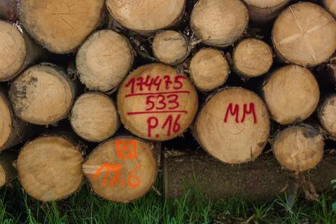 Marked tree trunks at the forest administration Stock Photos