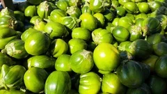 Solanum gilo, Scarlet eggplant, for sale, Stock Video