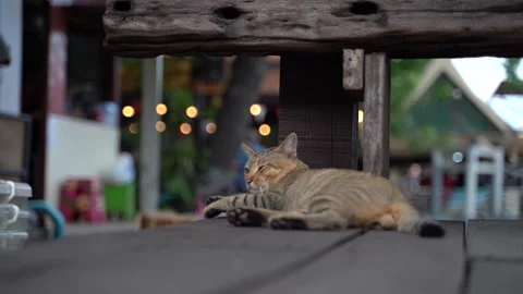 Market Cat 스톡 동영상 262867959