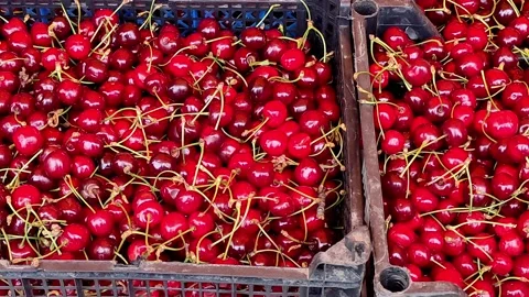 On market, cherries in plastic boxes. Camera moves along. Stock-Footage 155509173