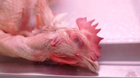 Market Chicken 2 Stock Footage 8856952