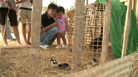 Market chickens 2 Stock Footage 483327