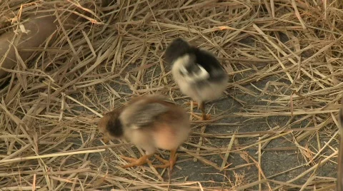 Market chickens Stock Footage 483323