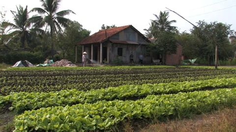 Market Garden Stock Footage 33799151