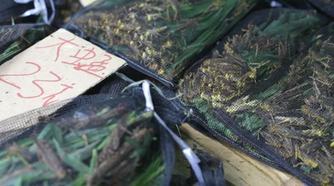 Market. Insects 스톡 동영상 5296793