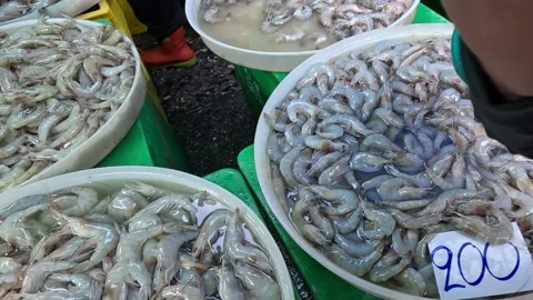 Market Shrimp Selection Process Stock Footage 283707302