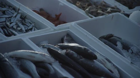 Market Stall Stock Footage 93203158
