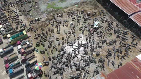 Market Toraja 스톡 동영상 323106475