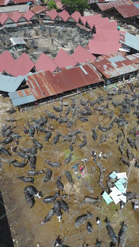 Market Toraja 스톡 동영상 323106633