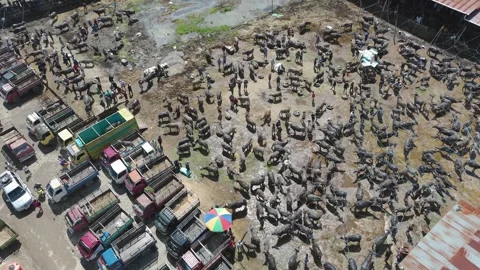Market Toraja 스톡 동영상 323106690