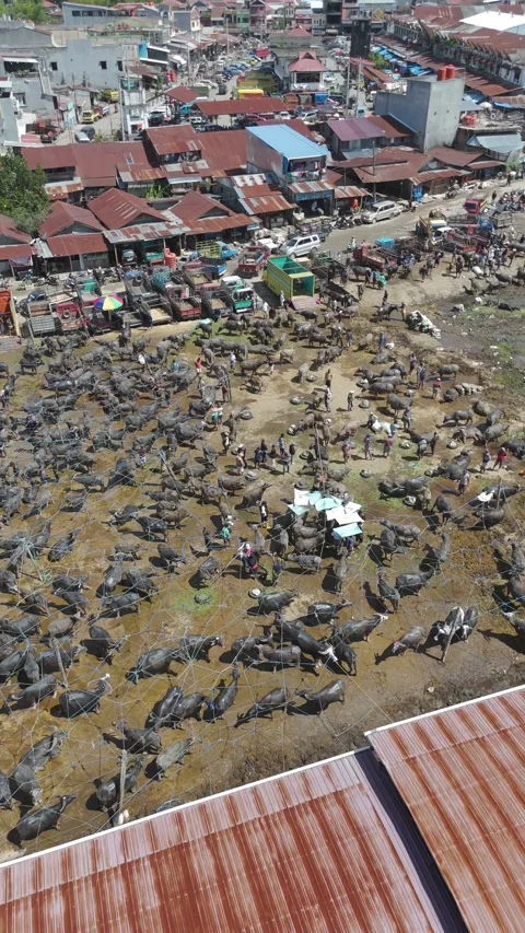 Market Toraja 스톡 동영상 323106989