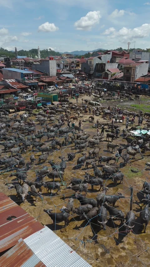 Market Toraja 스톡 동영상 323107129