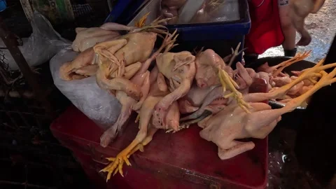 Marketplace Chicken Selection Process Stock Footage 286401484