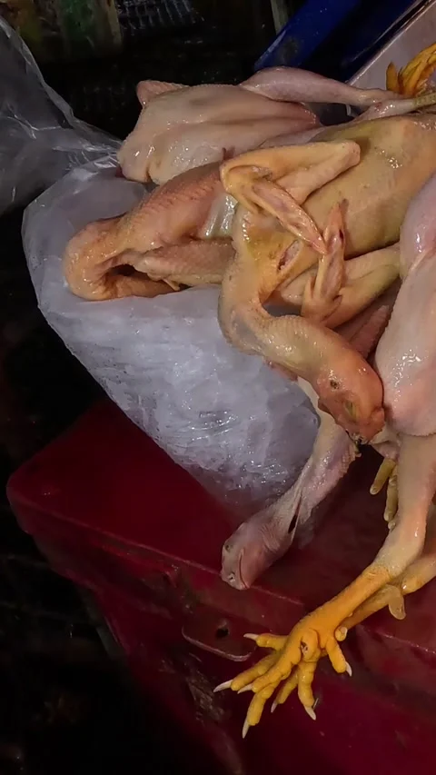 Marketplace Chicken Selection Process Stock Footage 305214315