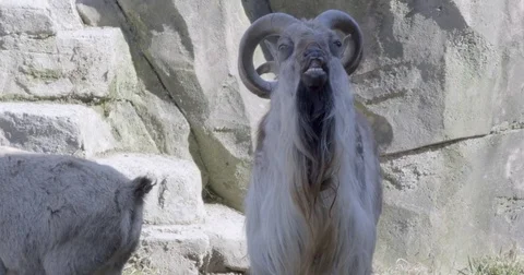 Markher showing off Stock Footage 84287201