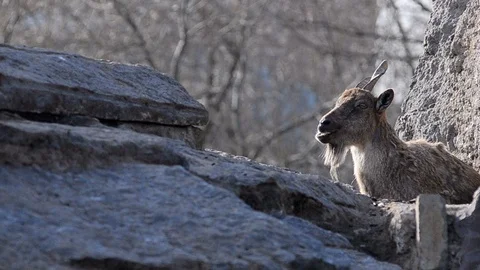 Markhoor on rocks Stock Footage 89133227