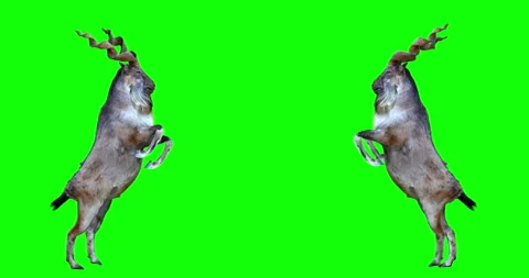 Markhor Battle Green Screen Stock Footage 117290228