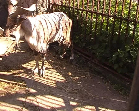 Markhor Eats. 스톡 동영상 1068308