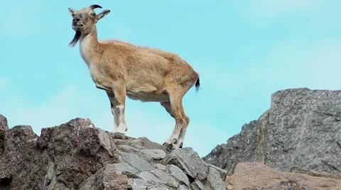 Markhor female Stock Footage 64951391