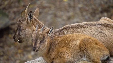A markhor goat close up Stock Footage 258851491