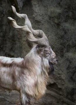 Markhor Stock Photos