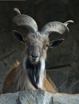 Markhor Stock Photos