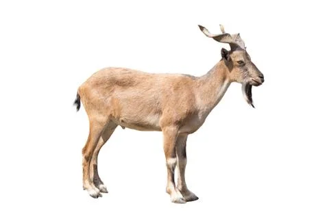 Markhor Foto stock