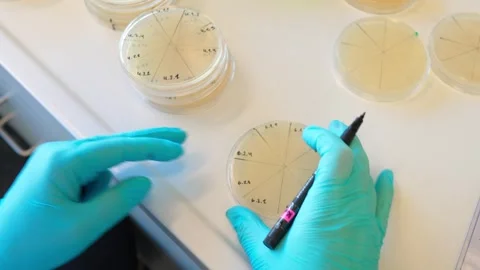 Marking and labelling of the Petria cup. Stock Footage 263213812