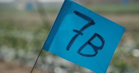 Marking flag on test crops at agricultural research farm Stock Footage 120619209