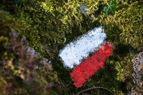 Marking of the forest path with white and red paint. Stock Photos