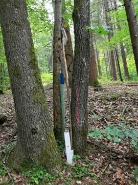 MARKING in forestground Stock Photos