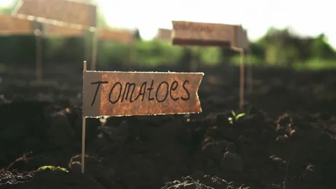 Marking of planted crops. The hand puts a signature marker in the soil in or Stock Footage 194513425